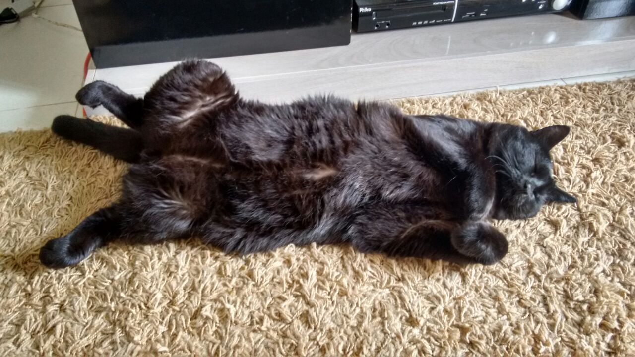 A black cat sleeping on the ground with his belly up